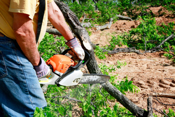 The Steps Involved in Our Tree Care Process in Hemlock Farms, PA